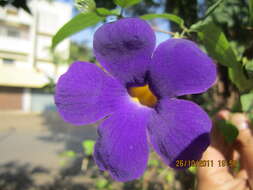 Image de Thunbergia erecta (Benth.) T. Anders.