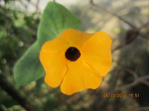 Image of blackeyed Susan vine