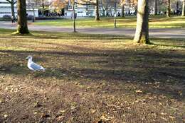 Image of Glaucous-winged Gull