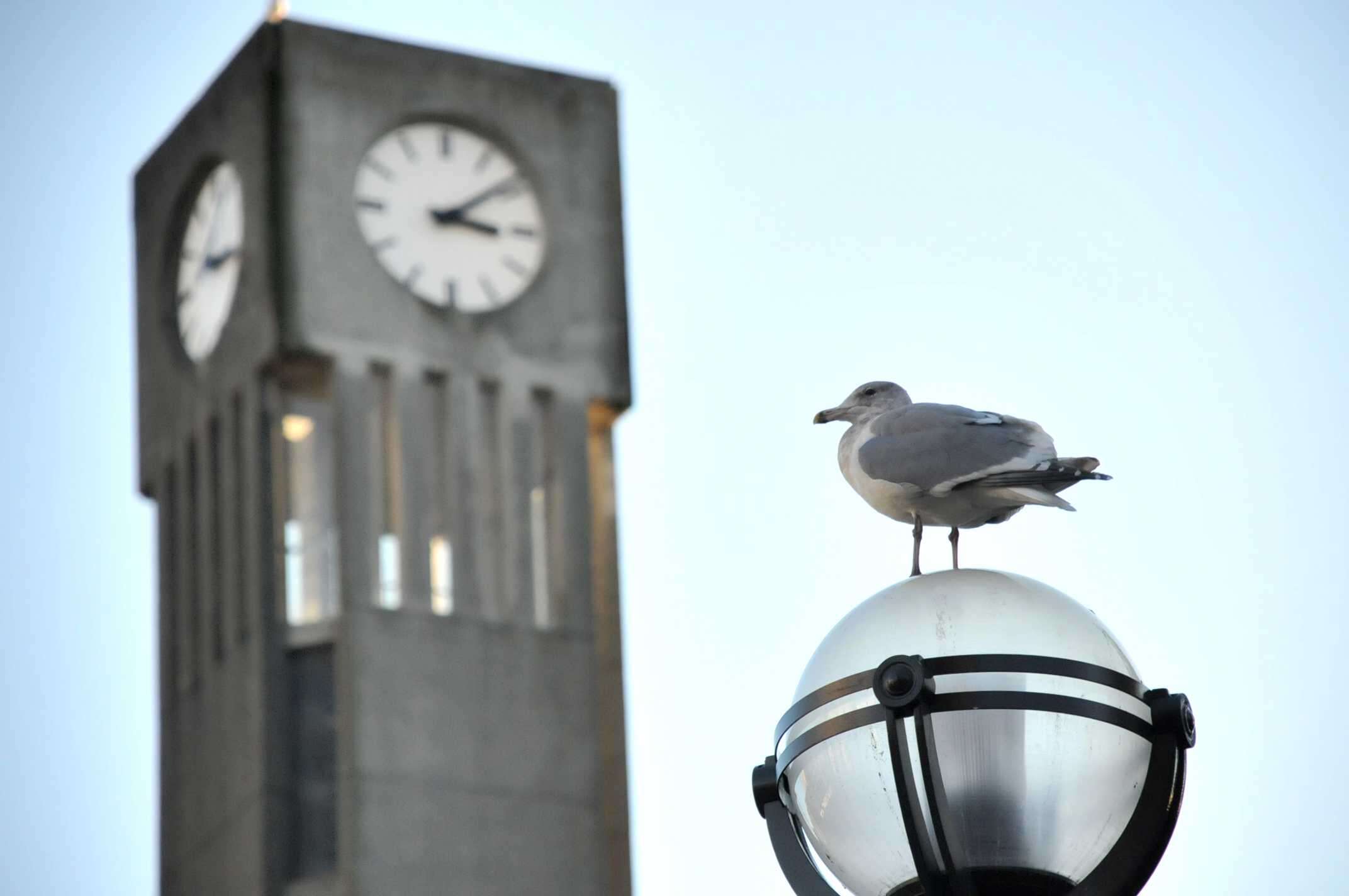 Image of Glaucous-winged Gull