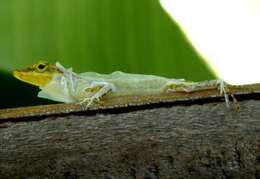 Image of Leopard Anole