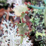 Plancia ëd Cladonia gracilis (L.) Willd.