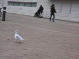 Image of Glaucous-winged Gull