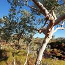 Image of Eucalyptus leucophloia subsp. leucophloia