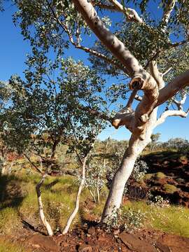 Imagem de Eucalyptus leucophloia subsp. leucophloia