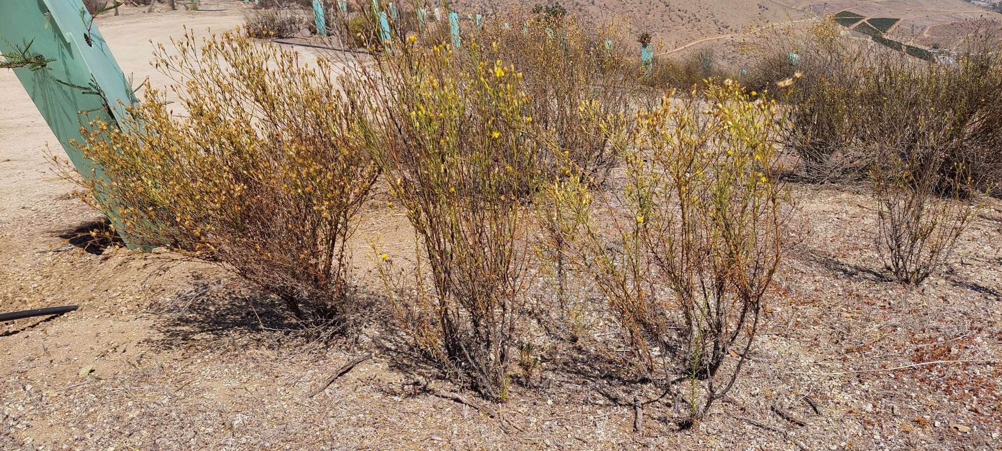 Image of Gutierrezia resinosa (Hook. & Arn.) Blake