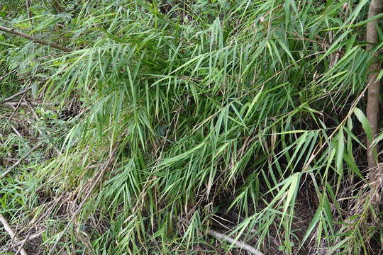 Image of Arundo formosana Hack.