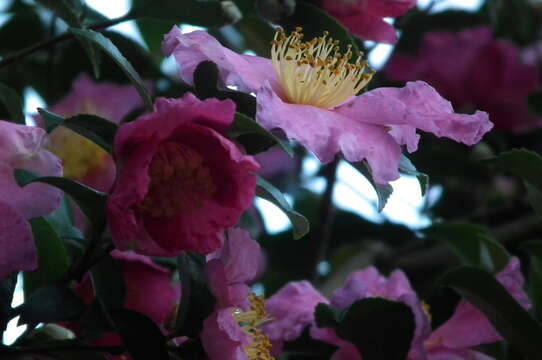 Image of Camellia sasanqua