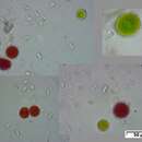 Image of Haematococcus lacustris