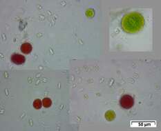 Image of Haematococcus lacustris