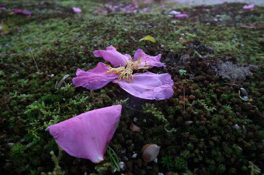 Image of Camellia sasanqua