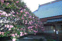 Image of Camellia sasanqua