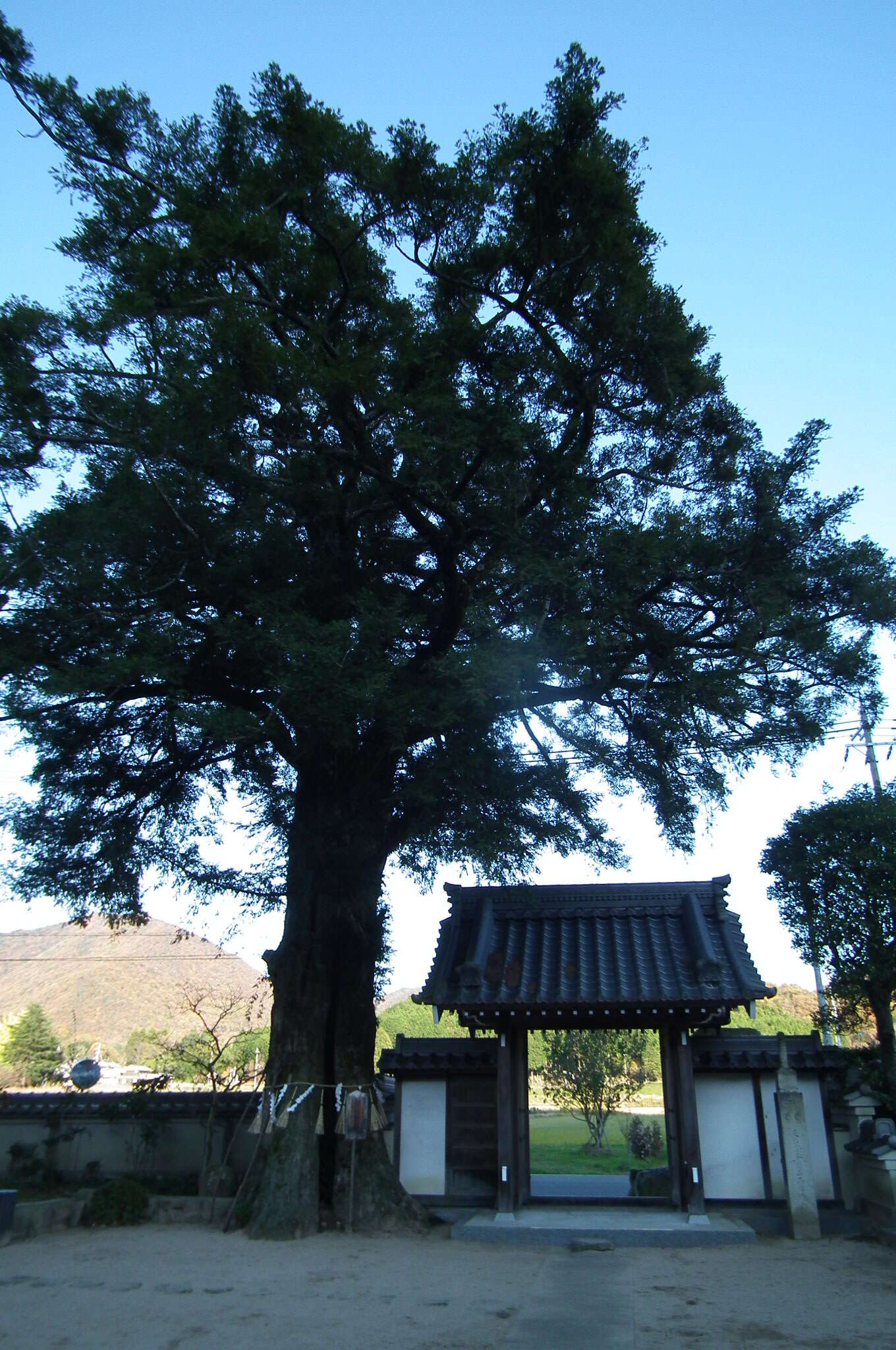 Image of Japanese Nutmeg Tree