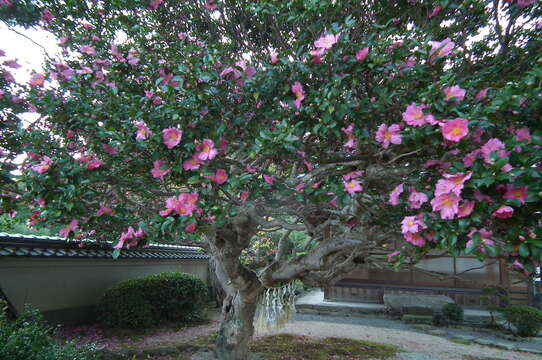 Image of Camellia sasanqua