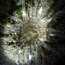 Image of giant burrowing anemone