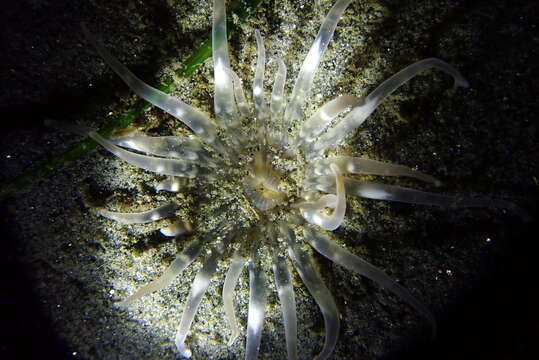 Image of giant burrowing anemone