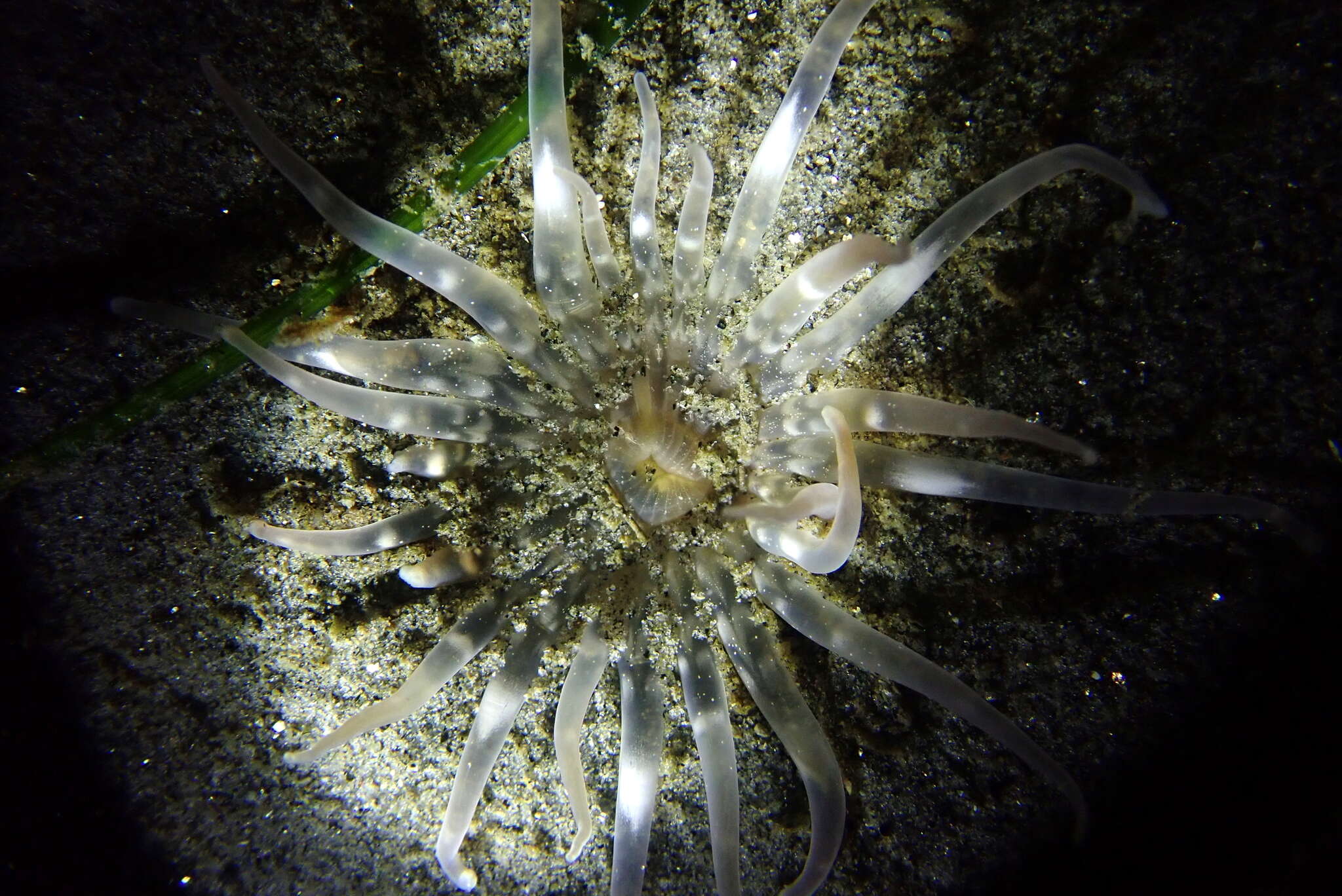 Image of giant burrowing anemone