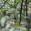 Image of Bornean Stubtail