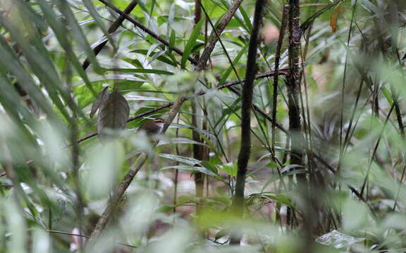 Image of Bornean Stubtail