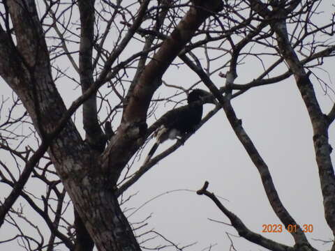 Image of White-thighed hornbill