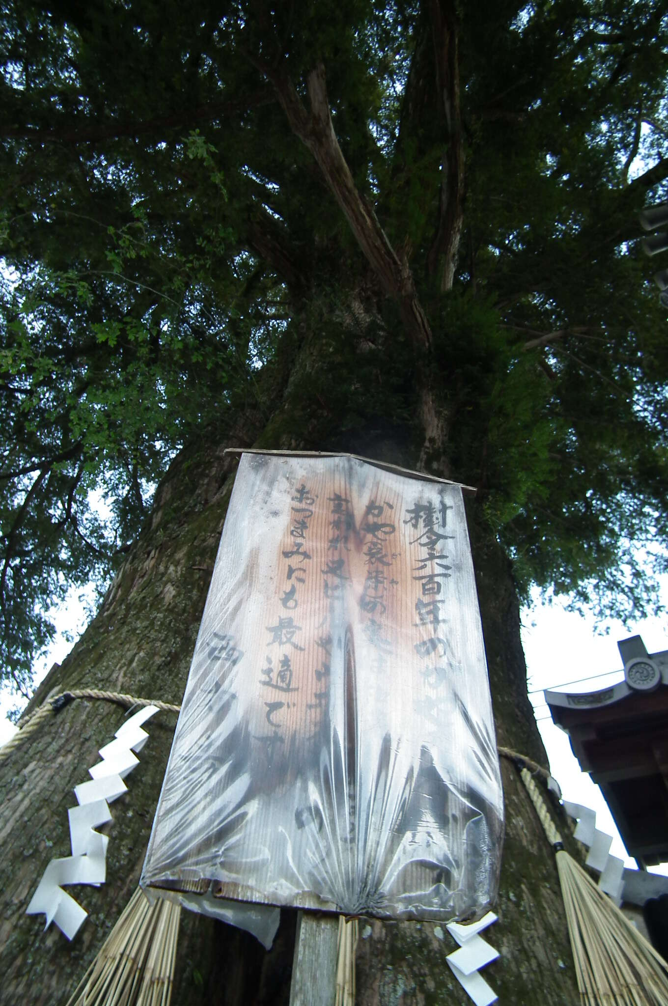 Image of Japanese Nutmeg Tree