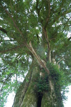 Image of Japanese Nutmeg Tree