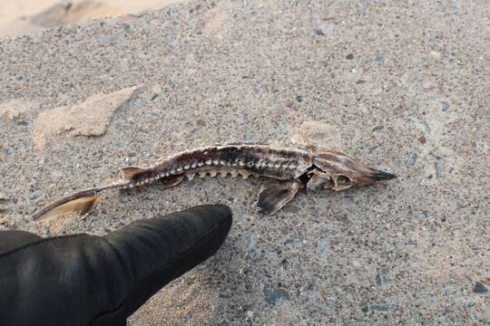 Image of Lake Sturgeon