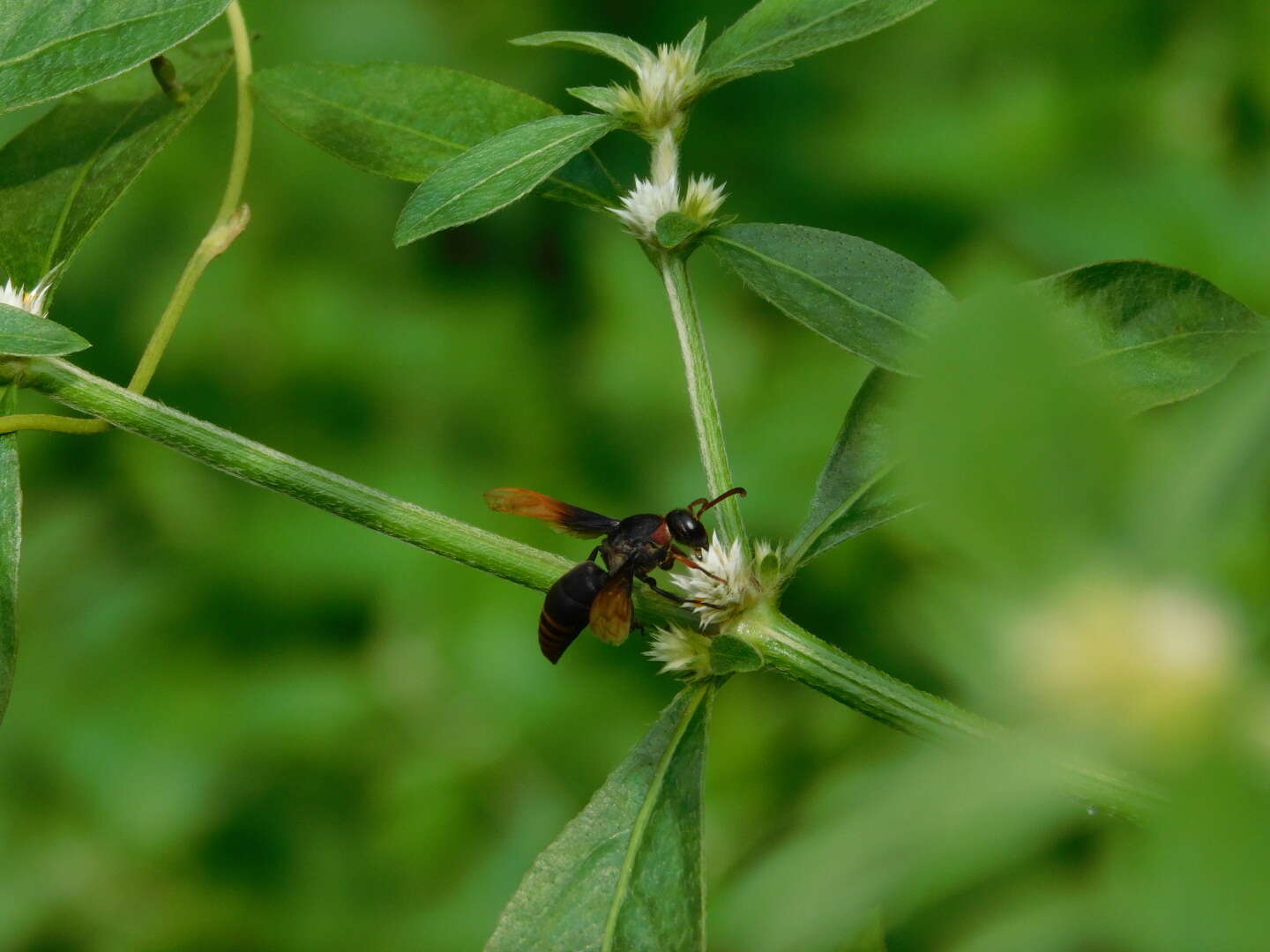 Rhynchium haemorrhoidale (Fabricius 1775)的圖片