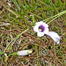 Image of Calolisianthus speciosus (Cham. & Schltdl.) Gilg