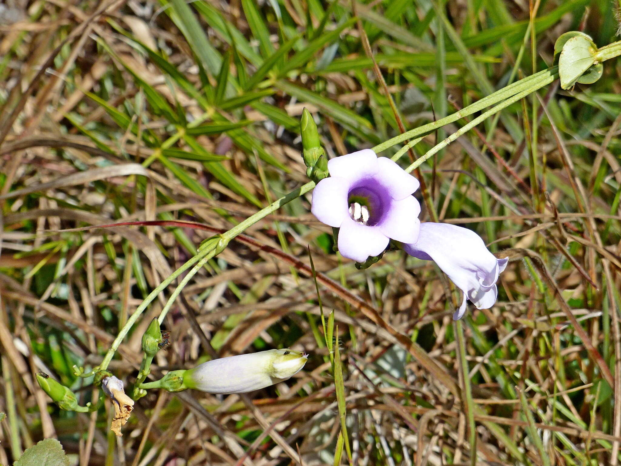 Image of Calolisianthus