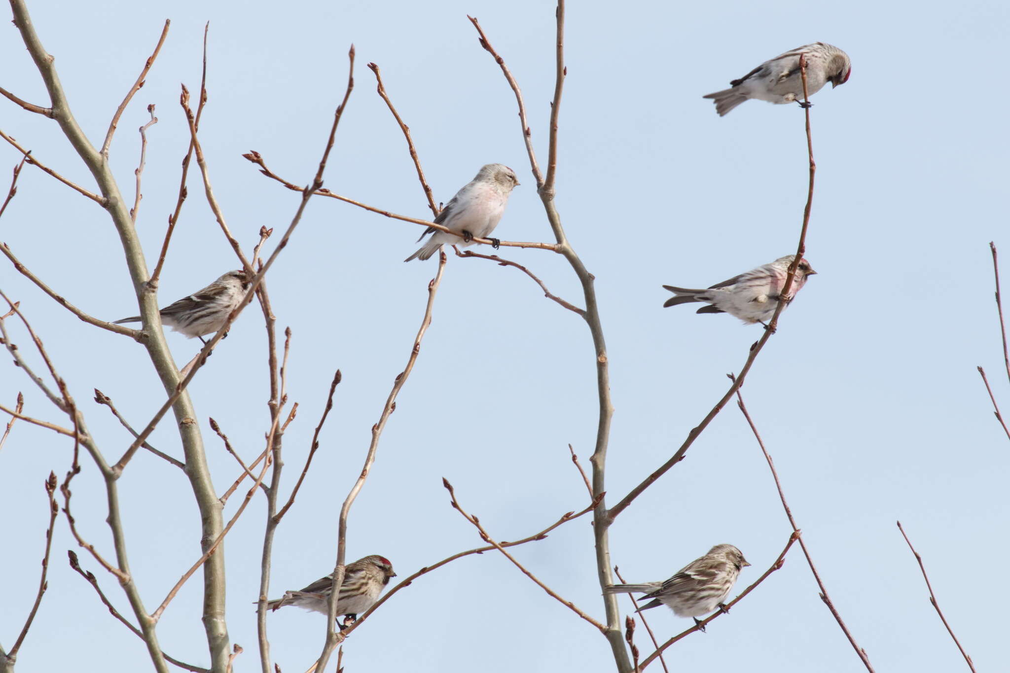 Image of Arctic Redpoll