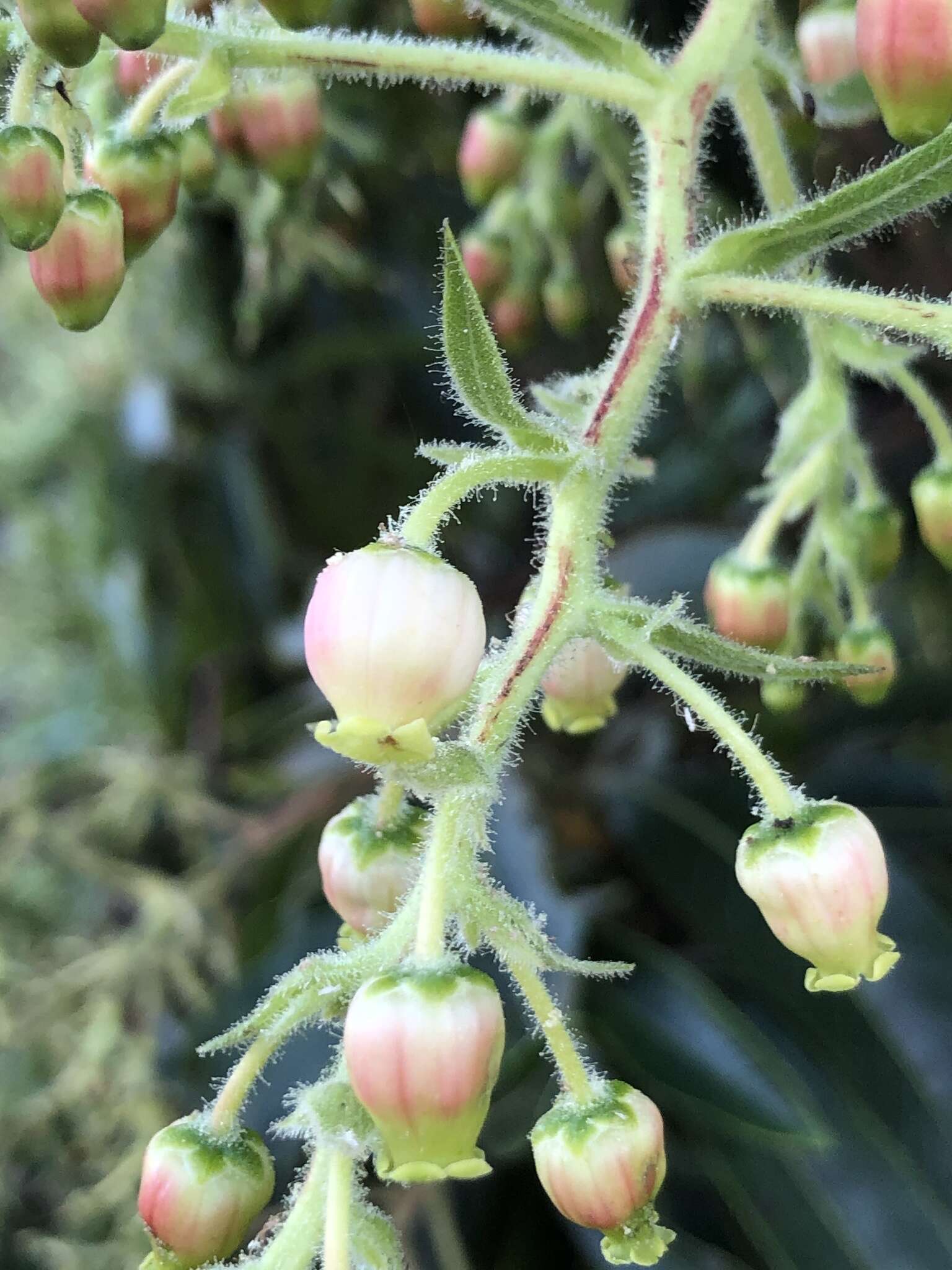 Imagem de Arbutus canariensis Duham.