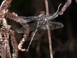 Image of Petalura ingentissima Tillyard 1908