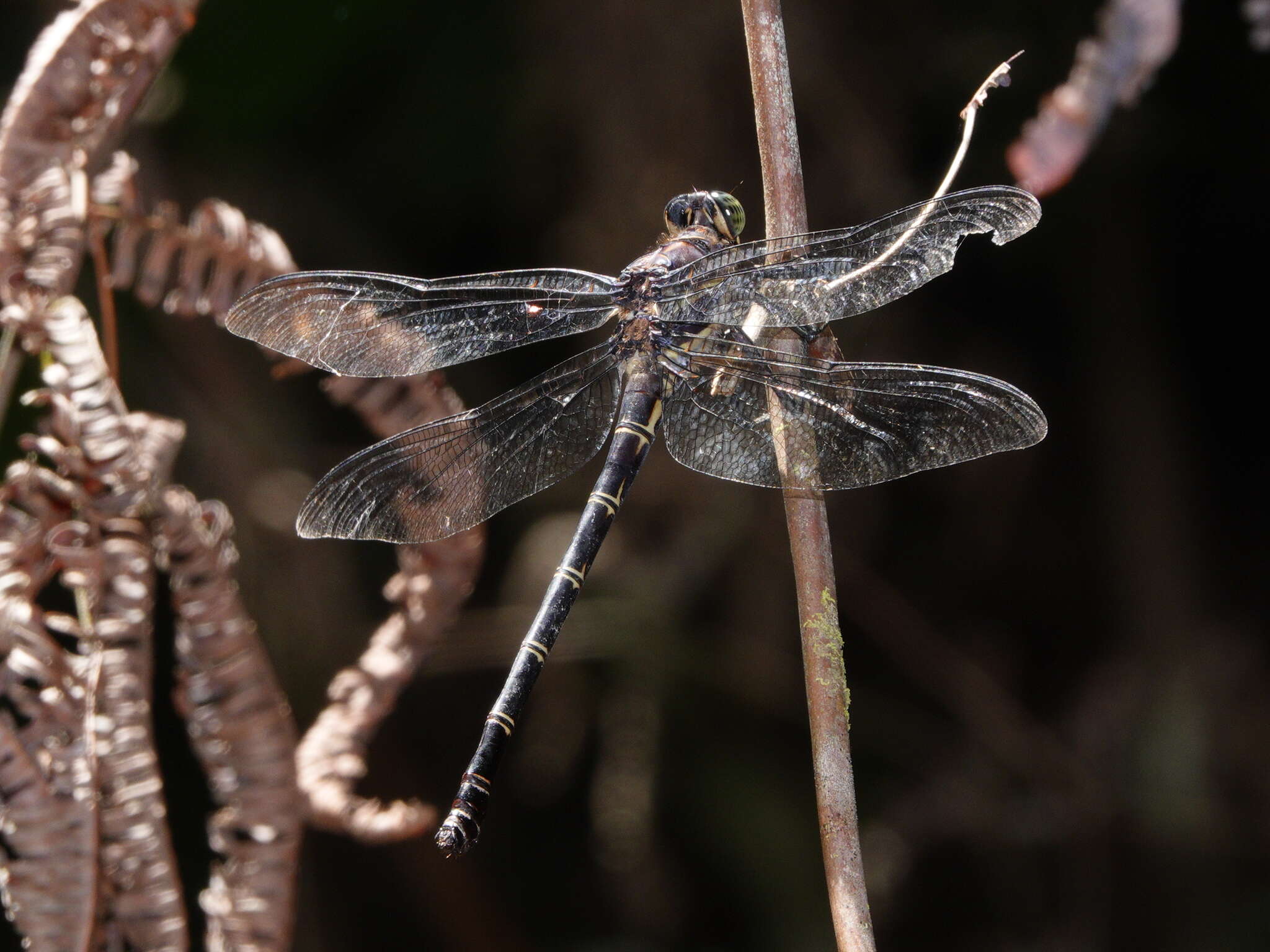 Image of Petalura ingentissima Tillyard 1908