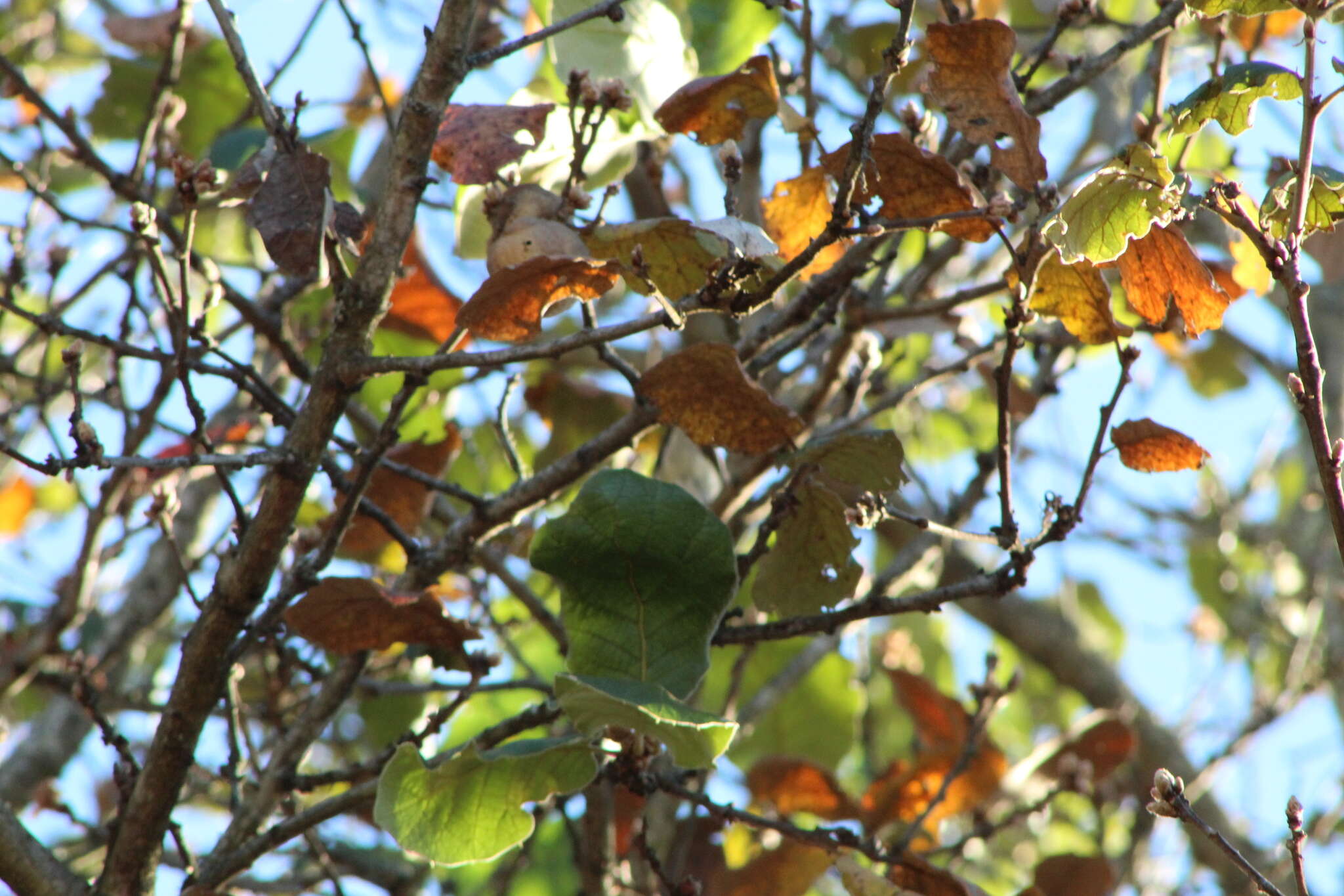 Imagem de Quercus conzattii Trel.