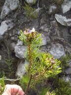 Image of Fountain bush