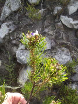 صورة Psoralea pinnata L.