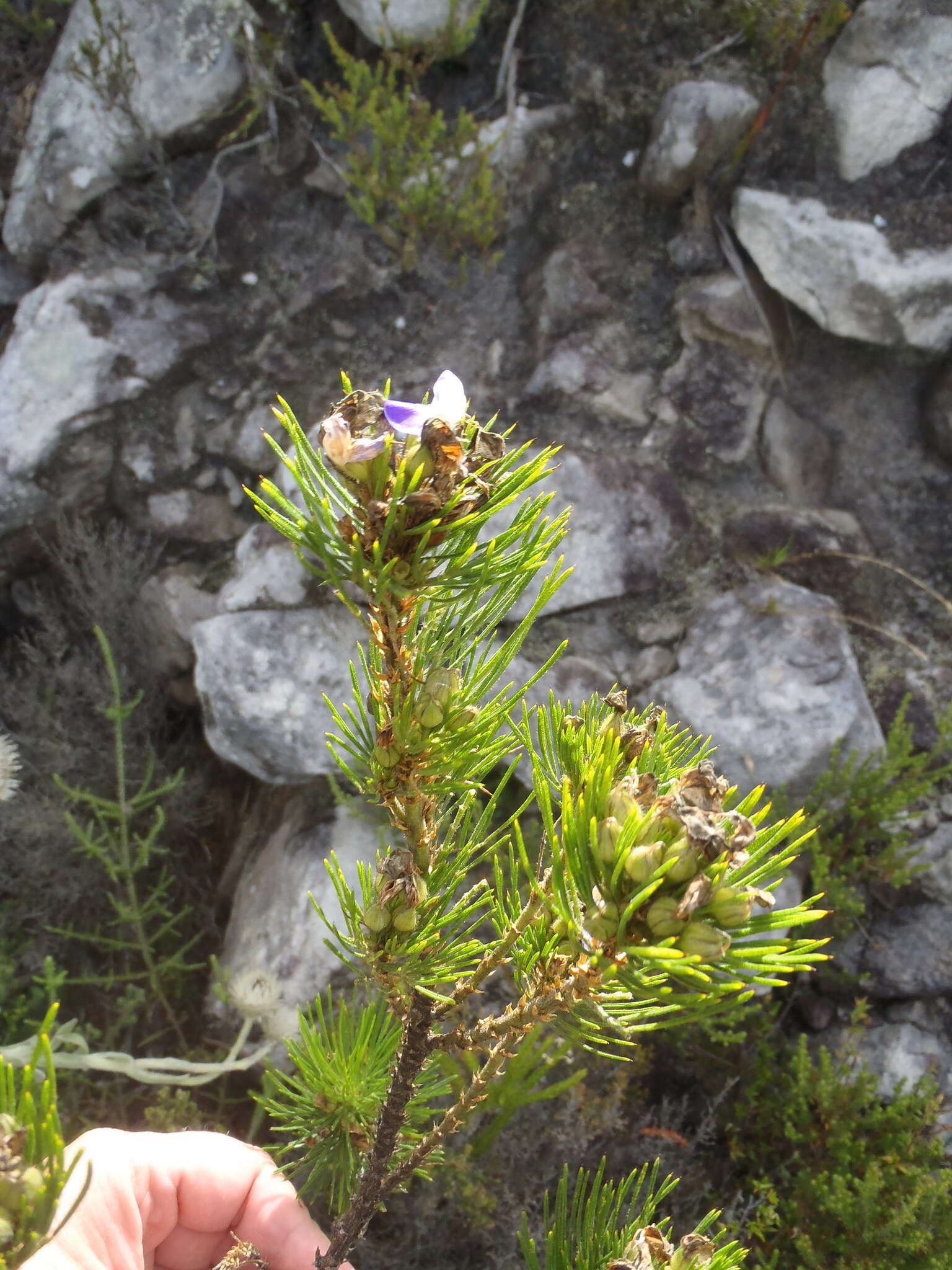 Plancia ëd Psoralea pinnata L.