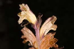 Imagem de Orobanche reticulata subsp. pallidiflora (Wimm. & Grab.) Hayek