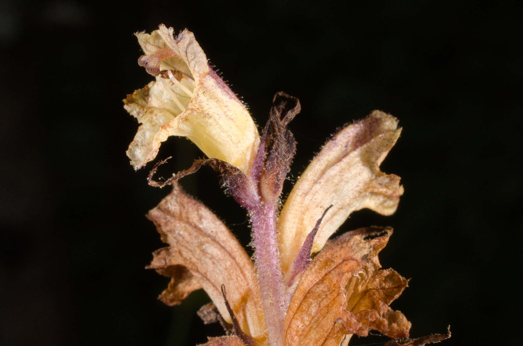 Imagem de Orobanche reticulata subsp. pallidiflora (Wimm. & Grab.) Hayek