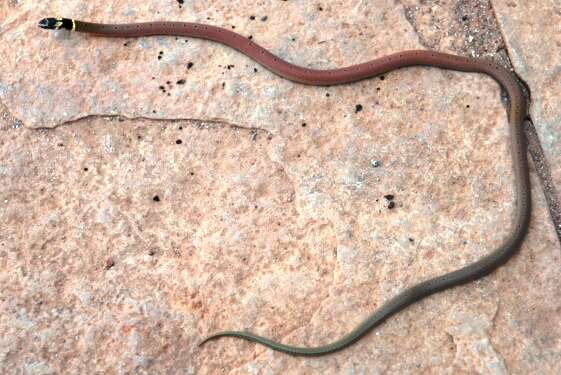 Image of Duméril's black-headed snake