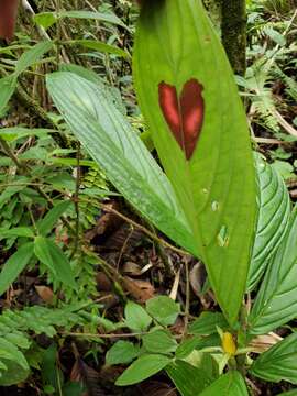 Imagem de Columnea consanguinea Hanst.