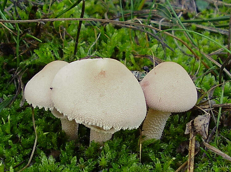 Image de Cystoderma carcharias (Pers.) Fayod 1889