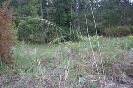 Imagem de Stipa spartea Trin.