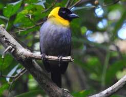 Image of Nelicourvi Weaver