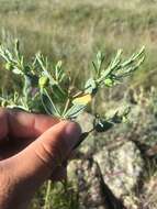 Image of mountain spurge