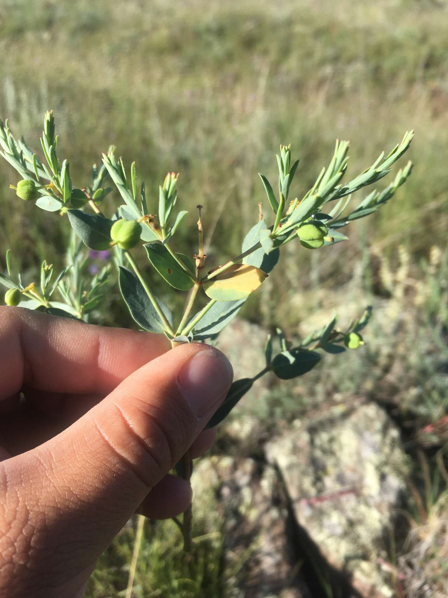 Image of mountain spurge