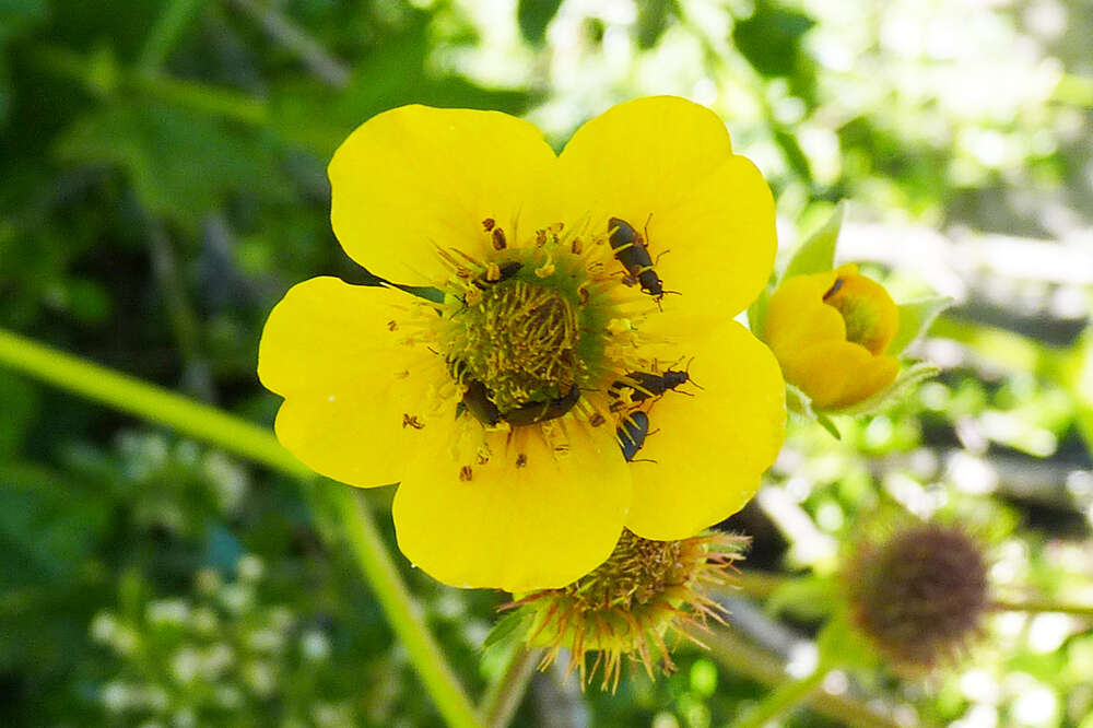 Image of Geum magellanicum Comm. ex Pers.