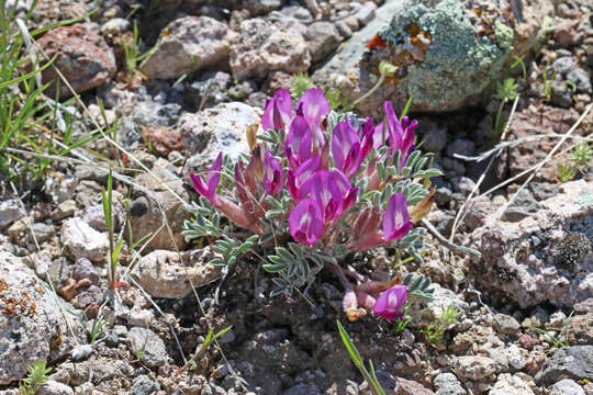 Image of Newberry's milkvetch