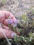 Imagem de Thymus numidicus Poir.